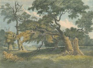 ニードウッド-オークの木：水彩画、nd [？19セント] 作： Unbekannt