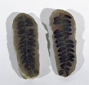 Staffordshire州Coseleyで発見されたNeuropteris (Frond of Sea Fern)、上部炭鉱時代(写真) 作： Unbekannt