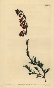 Night-smelling hermannia, Hermannia flammea 作： Unbekannt