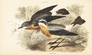 ノーザン ウィートイヤー、オエナンテ オエナンテ。 1889年（彫刻） 作： Unbekannter Künstler