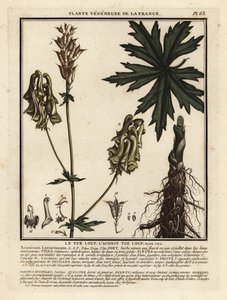 北のオオカミの悩みの種、Aconitum lycoctonum。 作： Unbekannter Künstler