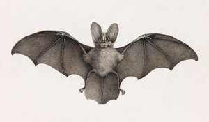 エジプトのコウモリ、テバイデのニケテレ 作： Unbekannt