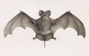 Nyctinome エジプト産、エジプトのコウモリ 作： Unbekannt