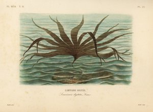 Oarweed, Laminaria digitata, Laminaire digitee 作： Unbekannt