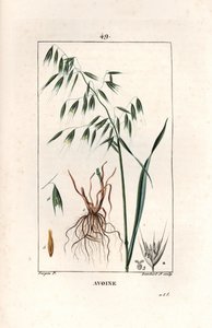 オーツ麦の栽培またはビザンチン風オーツ麦 - ピエール・ジャン・フランソワ・トゥルパン（1775-1840）のデッサンによるランベール・フィルス作のエングレーヴィング（La flore medicale, by Chaumeton, Poiret et Chamberet, Paris 1830より抜粋） - オーツ麦、Avena sativa - ランベール・ジュニア作のエングレーヴィング。