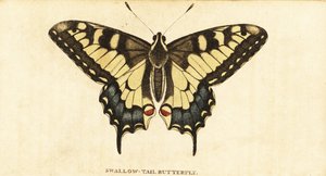 旧世界のアゲハチョウ、アゲハ マカオン、1800 年 (彫刻) 作： Unbekannter Künstler