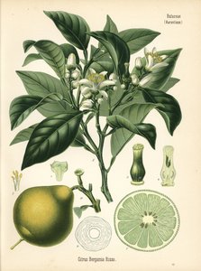 オレンジ・ベルガモット、シトラス・ベルガミア。ヘルマン・アドルフ・ケーラー著『Medicinal Plants』（グスタフ・パブスト編、ケーラー社、ドイツ）の植物図版をもとにしたクロモリトグラフ。 作： Unbekannter Künstler