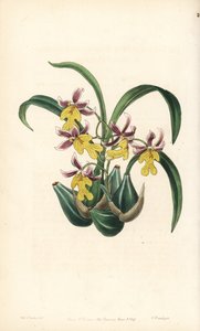 ランの品種 Oncidium - Oncidium ghiesbreghtianum orchid (Mr. Warner