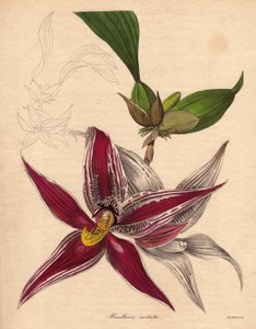 蘭の変種、パフィニア・クリスタータ、南アメリカ北部の固有種。花序は星型で、真紅の赤に白の縞模様がある。図版：オーガスタ・イネス・ウィザース(1793-1877)、『植物学者』誌に掲載。 作： Unbekannter Künstler
