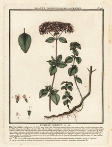 オレガノまたは野生のマジョラム、Origanum vulgare。 作： Unbekannter Künstler