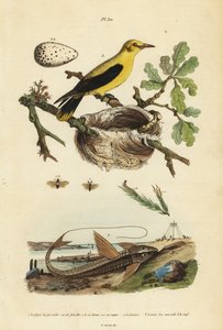 オリオールブラックバード（Gymnomystax mexicanus）の巣と卵3、チョコレートロリカリアアーマードキャットフィッシュ（Loricaria cataphracta）2、マツヨイグサ（Neodiprion sertifer）1