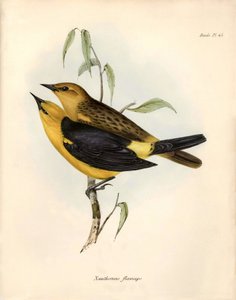鳥類学「ビーグル号での探検中にチャールズ・ダーウィンが観察し、記述したオリーブ。The zoology of the voyage of H.M.S. Beagle（ビーグル号の動物学）』より。飛行。III、ジョン・グールドによって記述された鳥類。