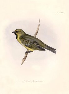 鳥類学「Chlorospiza xanthogramma" チャールズ・ダーウィン（1809-1882）がビーグル号探検中に観察したスズメ目鳥類の記述。The zoology of the voyage of H.M.S. Beagle. "のプレート。飛行。III, Birds described by John Gould, with n. 作： Unbekannter Künstler