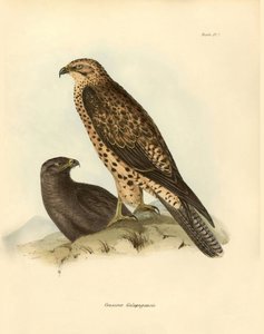 鳥類学：チャールズ・ダーウィン（1809-1882）がビーグル号探検中に記載したガラパゴスの "Craxirex Galapagoensis "ノズル。ジョン・グールドによって記載された鳥類、チャールズ・ダーウィンによるその習性についての通知付き」のプレート。 作： Unbekannter Künstler