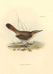 鳥類学：チャールズ・ダーウィンがビーグル号探検中に記載した "Eremobius phoenicurus"。The zoology of the voyage of H.M.S. Beagle（ビーグル号航海動物学）」のプレート。飛行。III、ジョン・グールドによって記述された鳥類と、チャールズ・ダーウィンによる習性についての記述。 作： Unbekannter Künstler