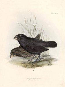 鳥類学：「Geospiza magnirostris or geospize a big beak" チャールズ・ダーウィン(1809-1882)がビーグル号探検中に観察した鳥類の説明。The zoology of the voyage of H.M.S. Beagle. "のプレート。飛行。III, Birds described b 作： Unbekannter Künstler