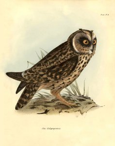 鳥類学：チャールズ・ダーウィン（1809-1882）がビーグル号探検中に記載したガラパゴスフクロウ "Otus Galapagoensis"。ジョン・グールドによって記載された鳥類、チャールズ・ダーウィンによるその習性についての通知付き」のプレート。