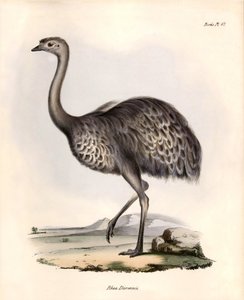鳥類学「Rhea Darwinii" Nandou de Darwinがビーグル号での探検中にチャールズ・ダーウィンが観察し、描写したもの。The zoology of the voyage of H.M.S. Beagle（ビーグル号航海動物学）』より。飛行。III、ジョン・グールドによって記載された鳥類、およびその生息地に関する通知。 作： Unbekannter Künstler