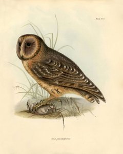 鳥類学：チャールズ・ダーウィン（1809-1882）がビーグル号探検中に記載したフクロウ「Strix punctatissima」。ジョン・グールドによって記載された鳥類、チャールズ・ダーウィンによるその習性についての通知付き」のプレート。