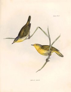 鳥類学：チャールズ・ダーウィン（1809-1882）が観察・記載した "Sylvicola aureola "フィンチ。The zoology of the voyage of H.M.S.ビーグル号』より。飛行。III、ジョン・グールドによって記述された鳥類と、チャールズ・ダーウィンによる習性についての記述。 作： Unbekannter Künstler