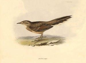 鳥類学：チャールズ・ダーウィンがビーグル号探検中に記載した "Synallaxis major"。The zoology of the voyage of H.M.S.ビーグル号』より。飛行。III、ジョン・グールドによって記述された鳥類と、チャールズ・ダーウィンによる習性についての記述。 作： Unbekannter Künstler