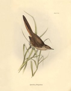 鳥類学：チャールズ・ダーウィンがビーグル号探検中に記載した "Synallaxis rufogularis"。The zoology of the voyage of H.M.S.ビーグル号』より。飛行。III、ジョン・グールドによって記述された鳥類と、チャールズ・ダーウィンによる習性についての記述。 作： Unbekannter Künstler