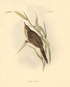 鳥類学：チャールズ・ダーウィンがビーグル号探検中に記載した "Synallaxis rufogularis"。The zoology of the voyage of H.M.S.ビーグル号』より。飛行。III、ジョン・グールドによって記述された鳥類と、チャールズ・ダーウィンによる習性についての記述。 作： Unbekannter Künstler