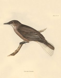 鳥類学：チャールズ・ダーウィンがビーグル号での探検旅行中に記載した "Agriornis leucurus"。1832年から1836年にかけてフィッツロイ船長の指揮のもとで行われたビーグル号の航海の動物学編集・発行 "The Zoology of the voyage of H.M.S. Beagle under the Captain Fitzroy during the years 1832 to 1836 "より。