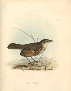 鳥類学：チャールズ・ダーウィンがビーグル号での探検旅行中に記載した鳥科の "Hymenops perspicillata"。フィッツロイ船長率いるH.M.S.ビーグル号の1832年から1832年までの航海の動物学』より。 作： Unbekannter Künstler