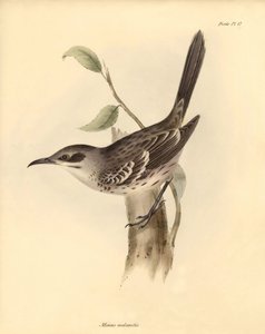 鳥類学：チャールズ・ダーウィンがビーグル号での探検旅行中に記載したモッカーズ科の "Mimus melanotis"。The Zoology of the voyage of the H.M.S. Beagle under the command of Captain Fitzroy during the years 1832 to 1836（フィッツロイ船長率いるビーグル号の1832年から1836年にわたる航海の動物学）」より。 作： Unbekannter Künstler