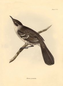 鳥類学：チャールズ・ダーウィンがビーグル号での探検旅行中に記載したモッカーズ科の "Mimus parnilus"。The Zoology of the voyage of the H.M.S. Beagle under the command of Captain Fitzroy during the years 1832 to 1836（フィッツロイ船長率いるビーグル号の1832年から1836年にわたる航海の動物学）」より。 作： Unbekannter Künstler