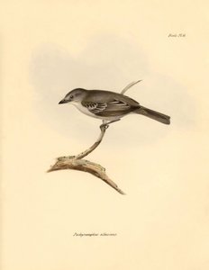 鳥類学：チャールズ・ダーウィンがビーグル号での探検旅行中に記載したブナ科の "Pachyramphus albescens"。フィッツロイ船長率いるH.M.S.ビーグル号の1832年から1832年までの航海の動物学』より。 作： Unbekannter Künstler