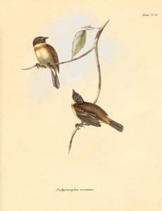 鳥類学：チャールズ・ダーウィンがビーグル号での探検旅行中に記載したブナ科の "Pachyramphus minimus"。The Zoology of the voyage of H.M.S. Beagle under the Command of Captain Fitzroy during the years 1832 to 1（フィッツロイ船長率いるビーグル号の1832年から1年にわたる航海の動物学）」のプレート。 作： Unbekannter Künstler