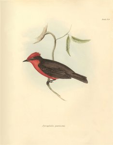 鳥類学：チャールズ・ダーウィンがビーグル号での探検航海中に記載した鳥科の "Pyrocephalus parvirostris"。The Zoology of the voyage of H.M.S. Beagle under the Command of Captain Fitzroy during the years 1832 t.」のプレート。 作： Unbekannter Künstler