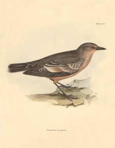 鳥類学：チャールズ・ダーウィンがビーグル号での探検旅行中に記載した "Taenioptera variegata"。The Zoology of the voyage of H.M.S. Beagle under the Command of Captain Fitzroy during the years 1832 to 1836 edited and supe」より。 作： Unbekannter Künstler