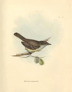 鳥類学：チャールズ・ダーウィンがビーグル号での探検旅行中に記載した鳥科の "Tyrannula magnirostris"。フィッツロイ船長率いるH.M.S.ビーグル号の1832年から1832年までの航海の動物学』より。 作： Unbekannter Künstler