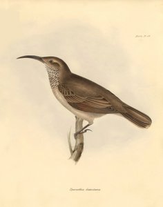 鳥類学：チャールズ・ダーウィンがビーグル号での探検旅行中に記載した "Upercerthia dumetaria"。The Zoology of the voyage of H.M.S. Beagle under the Captain Fitzroy during the years 1832 to 1836 edited and supe"（フィッツロイ船長率いるビーグル号の1832年から1836年にわたる航海の動物学）より。 作： Unbekannter Künstler