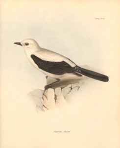 鳥類学：チャールズ・ダーウィンがビーグル号での探検旅行中に記載した "fluvicola azarea "またはヒタキ。The Zoology of the voyage of H.M.S. Beagle under the Command of Captain Fitzroy during the years 1832 to 1836 edited（フィッツロイ船長率いるビーグル号の1832年から1836年にわたる航海の動物学）」のプレート。 作： Unbekannter Künstler