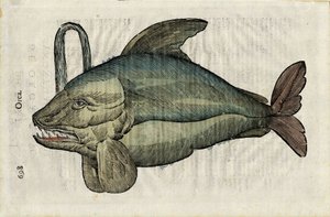 Ulyssis Aldrouandi...』のOrque（シャチまたはエパウラードの怪物的表現）。"ユリシス・アルドルゥアンディ...第五章と第三章/イオアネス・コルネリウス・ヴテルイウス...収集; Marc.Antonius Bernia in lucem restit...."は、ウリスの自然史を扱っている。 作： Unbekannter Künstler