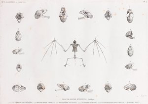 エジプトにおけるコウモリの骨学 作： Unbekannt