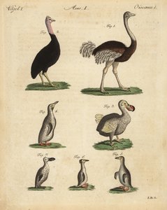 ダチョウ（Struthio camelus）、ヒクイドリ（Struthio casuarius）、絶滅したドードー（Raphus cucullatus）、ペンギンの種類 作： Unbekannt
