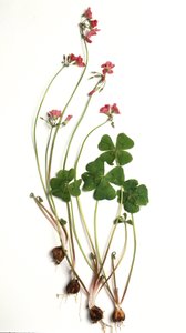 Oxalis tetraphylla/Oxalis deppei/Oxalide of Deppe 作： Unbekannt