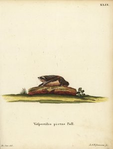ペインテッドウーリーコウモリ、Kerivoula picta.Vespertilio pictus Linn.ヨハン・クリスティアン・ダニエル・シュレーバーの『自然からの動物図譜』または『シュレーバーのF』より。