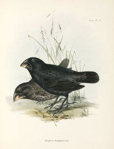 大型グランドフィンチのペア、ガラパゴス諸島、1832-1836年頃 作： Unbekannt