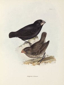 フィンチのペア、ガラパゴス諸島、1832-1836年頃 作： Unbekannt
