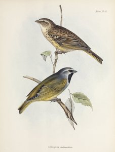 スズメまたはフィンチのペア（1832-1836年頃 作： Unbekannt