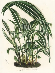 パームグラス、セタリア・パルミフォリア（Panicum plicatum foliis level-vittatis）。Louis van Houtte and Charles Lemaire