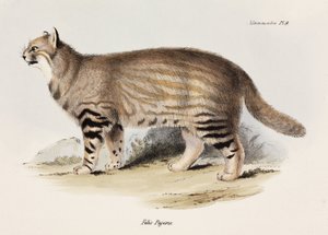 パンパス・キャット（南アメリカ、1832-1836年頃 作： Unbekannt