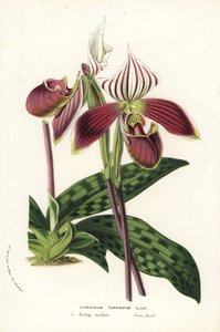 パフィオペディルム・プルプラタム蘭(Cypripedium purpurpuratum)。Louis van Houtte and Charles Lemaire