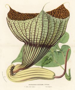 Pararistolochia goldieana (Aristolochia goldieana)。Louis van Houtte and Charles Lemaire